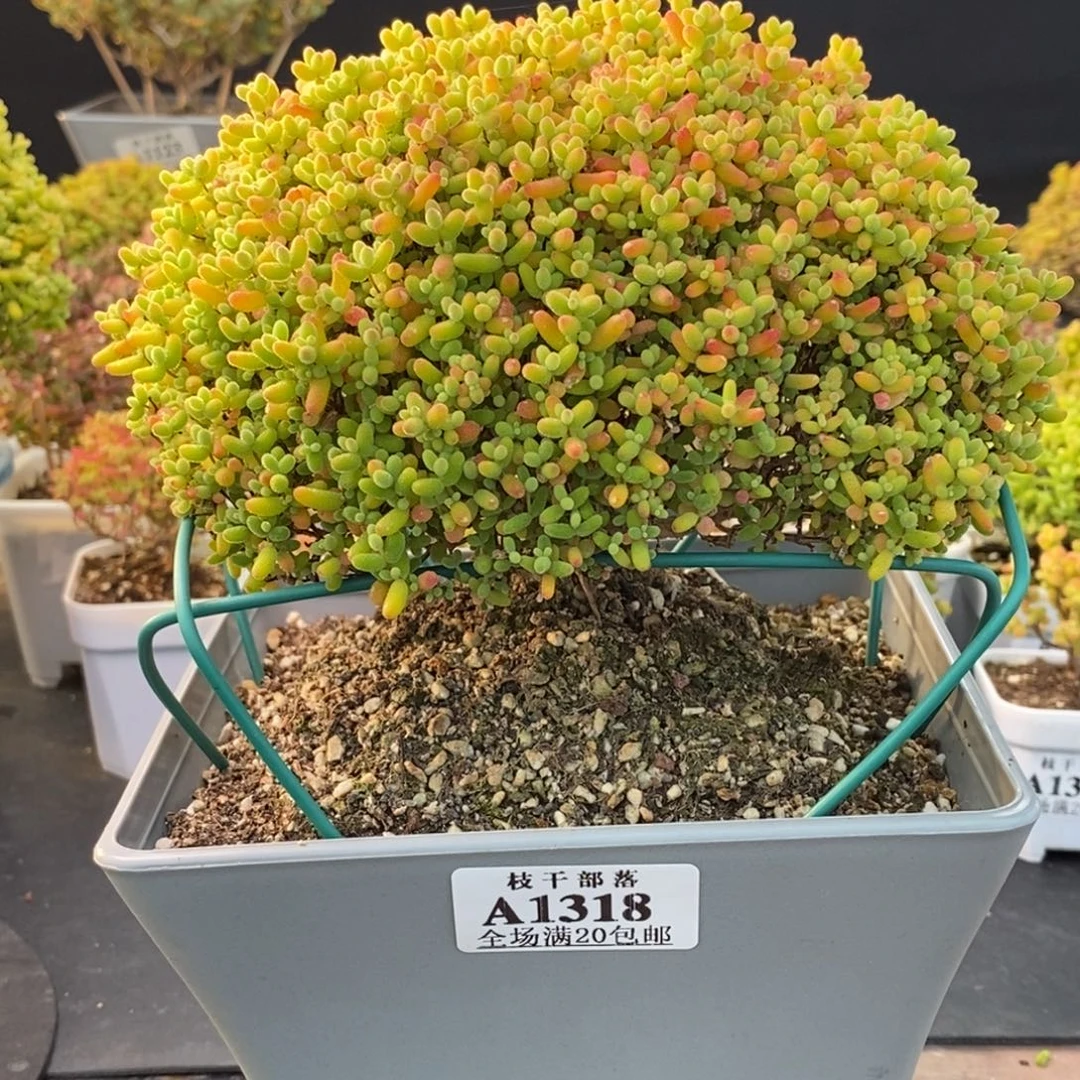 1318蜜橘糖球 。