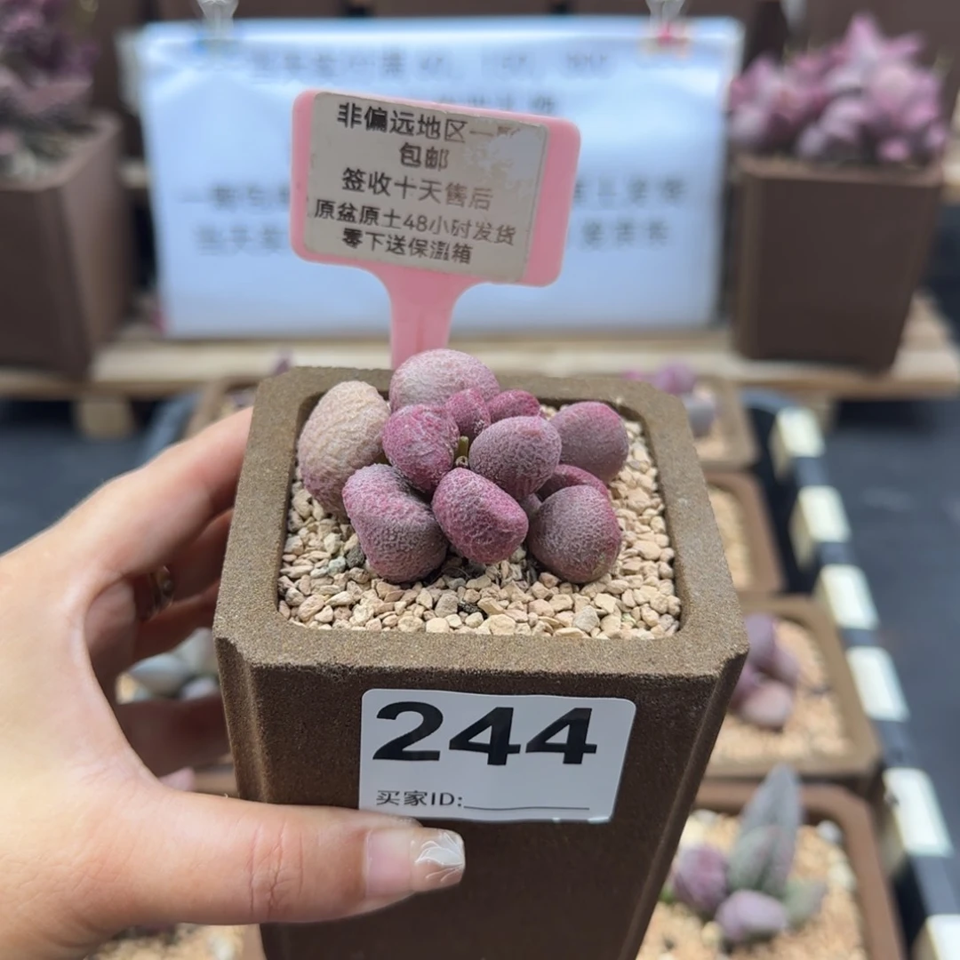 244夏娃多肉植物