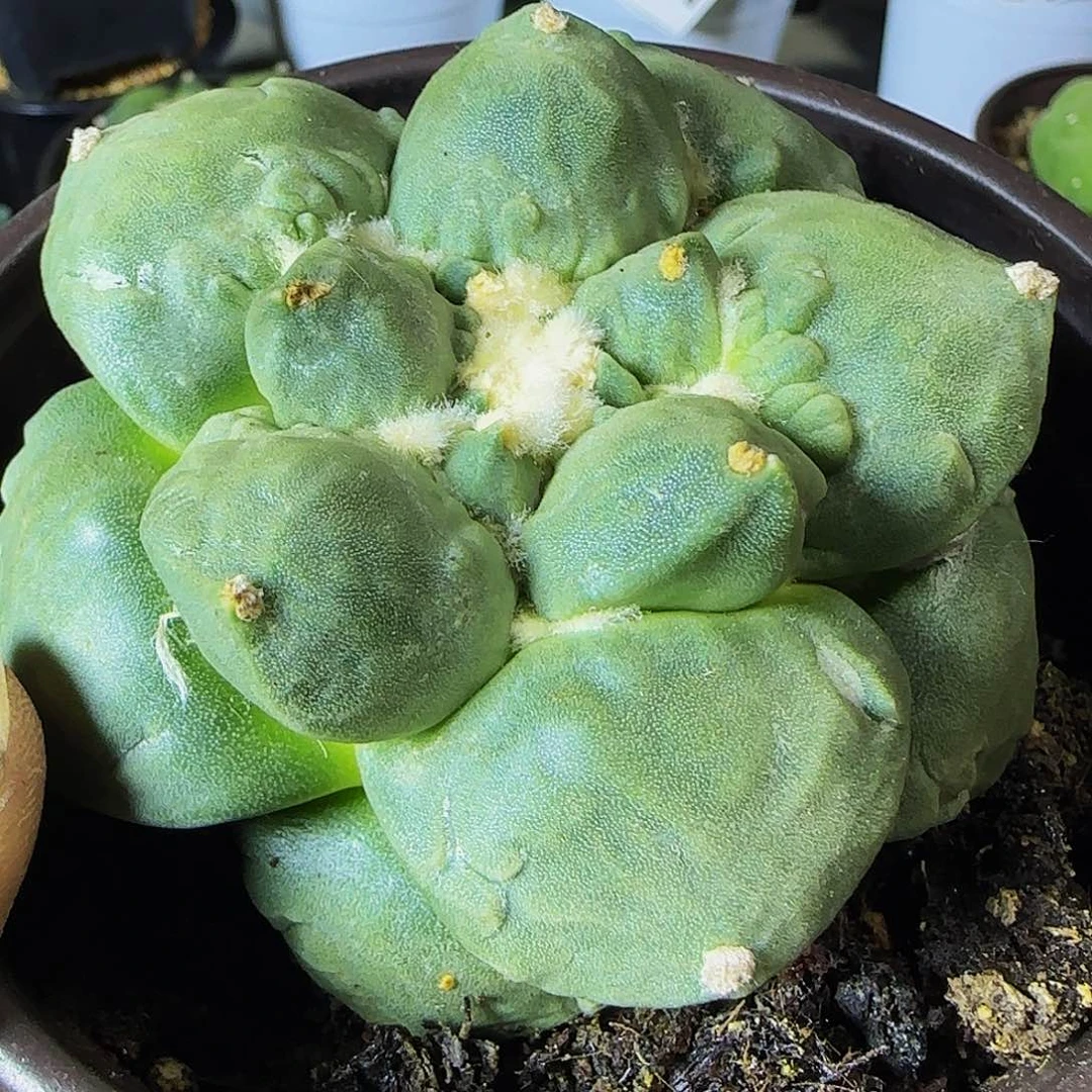 丸尤怒涛248仙人球