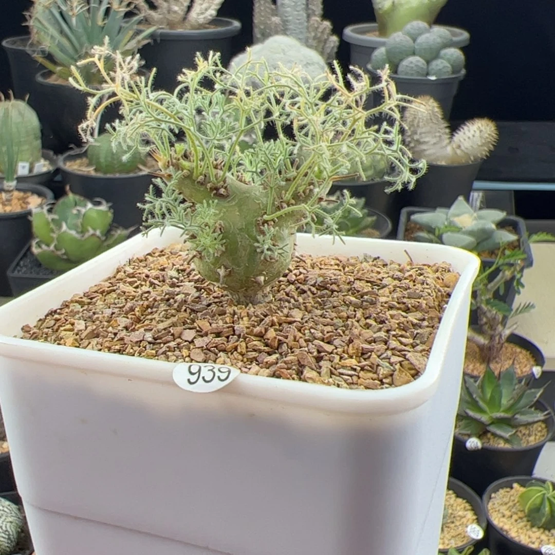 白皮月界种播实生一物一拍