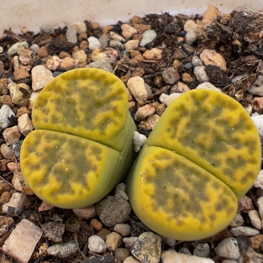 96多肉植物百科植物