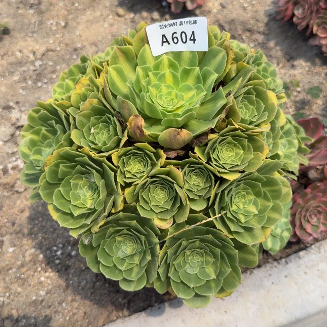 604琉璃。多肉植物