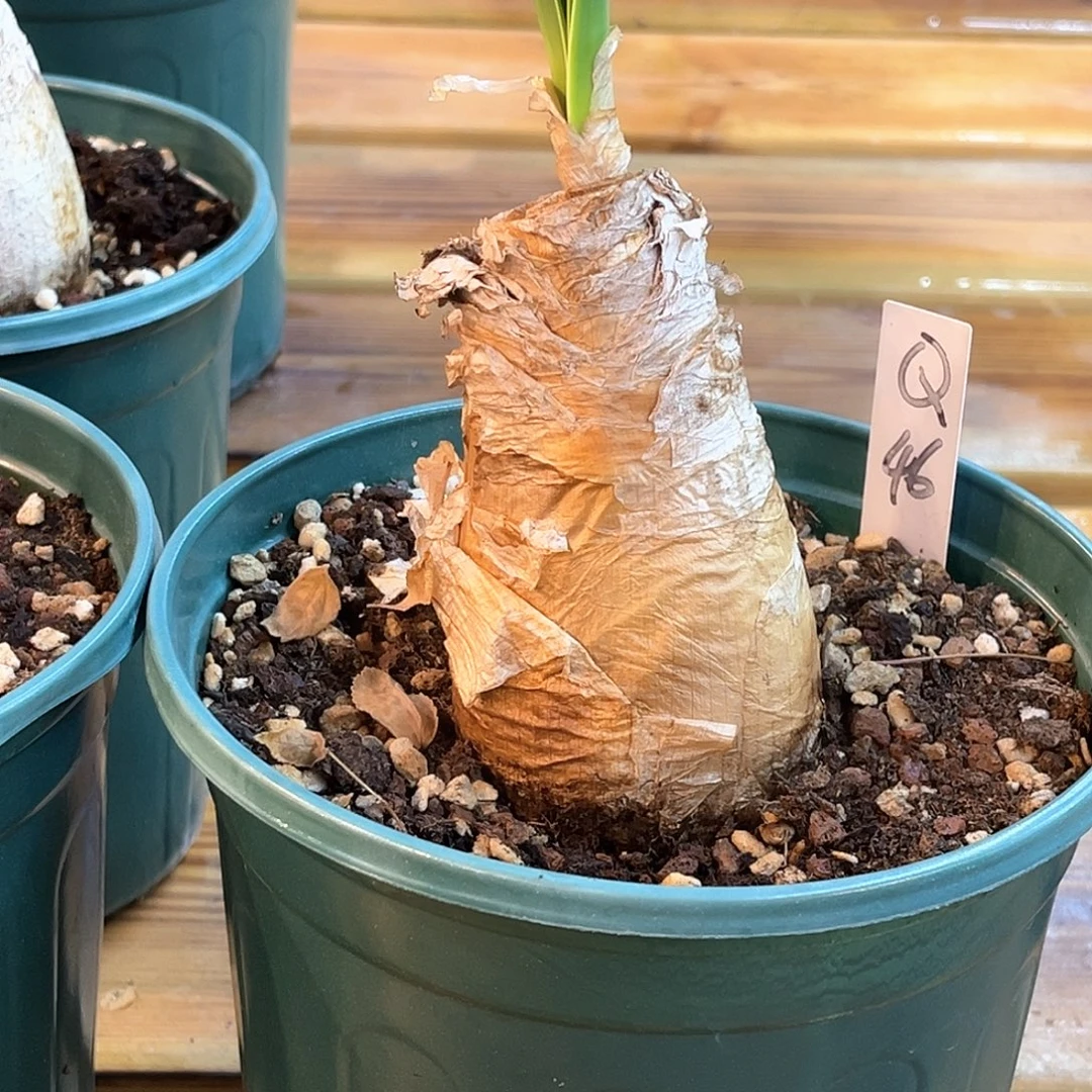 潮流植物巨凤之卵，养定