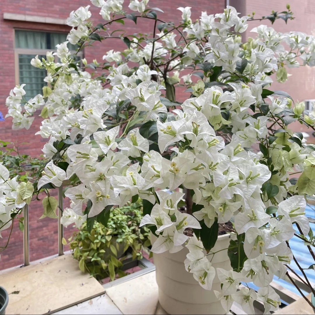 白雪公主三角梅盆栽庭院阳台爆花强花卉新手易养护耐热耐寒