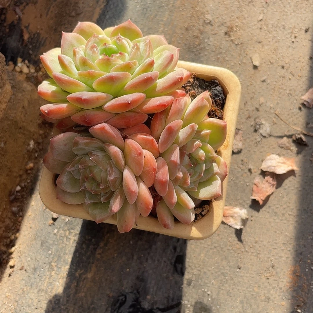 冰魄群生多肉植物一物一拍