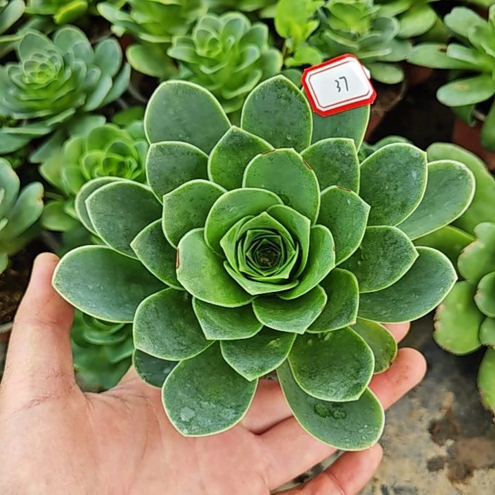 山地玫瑰多肉 37