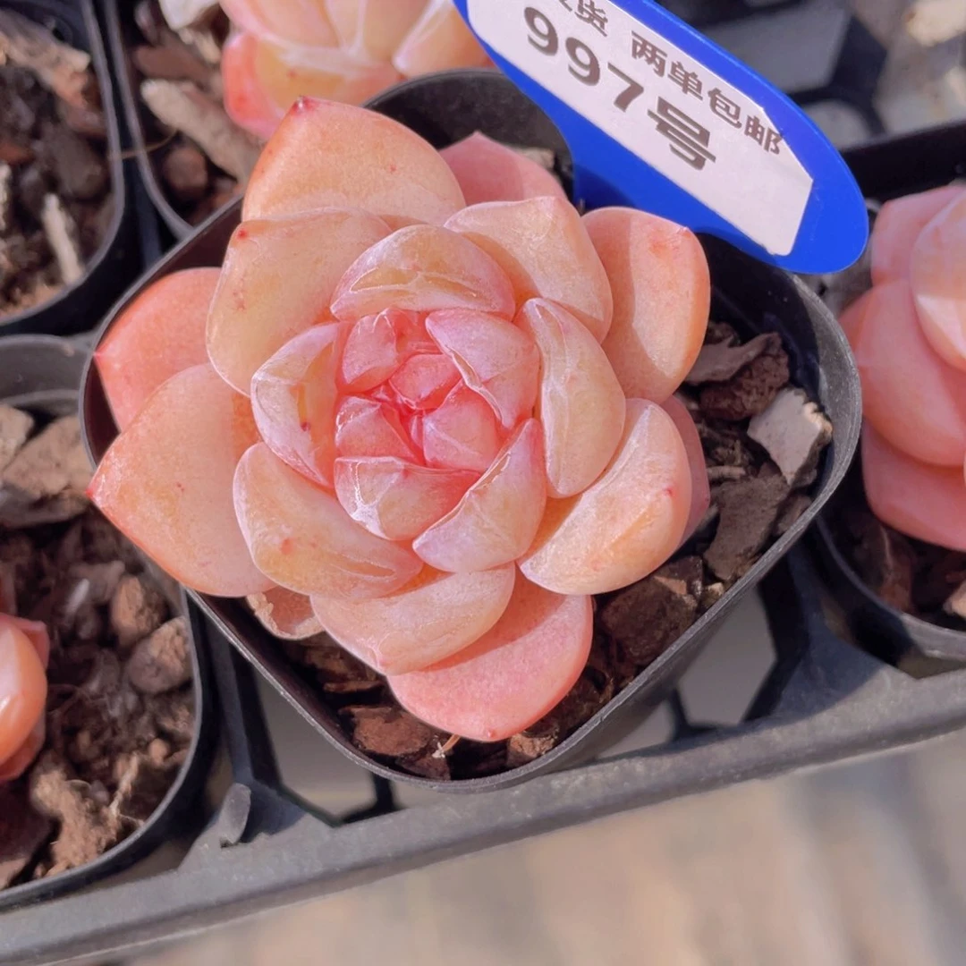 997号 全状态糖心大白兔