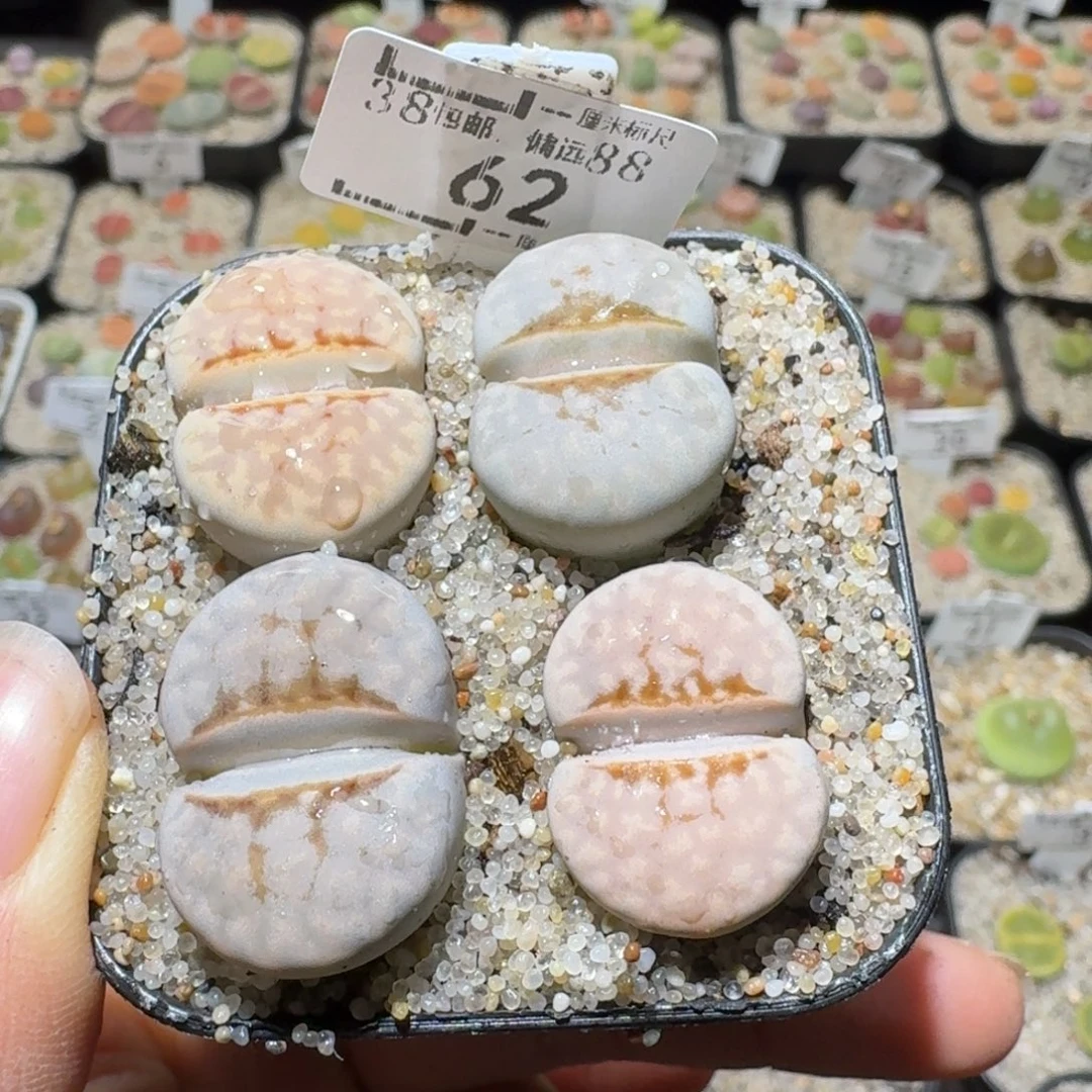 Sss精品清仓价62卡2