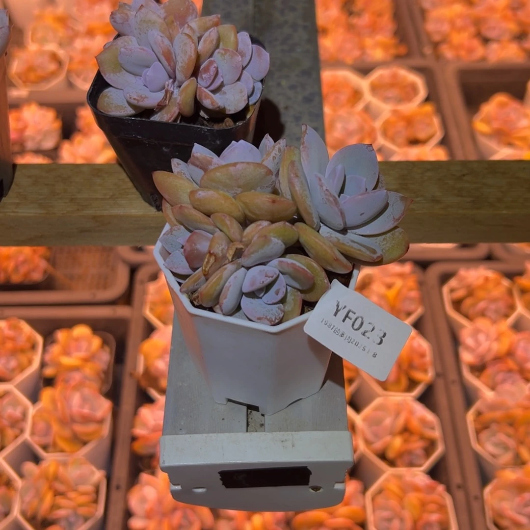 紫砂花盆?***子YF023rourourou