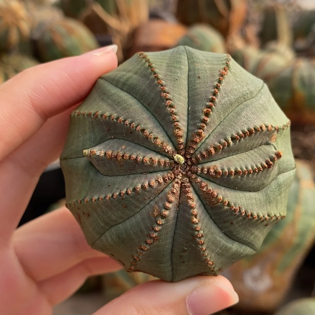 1布纹球精品一物一拍