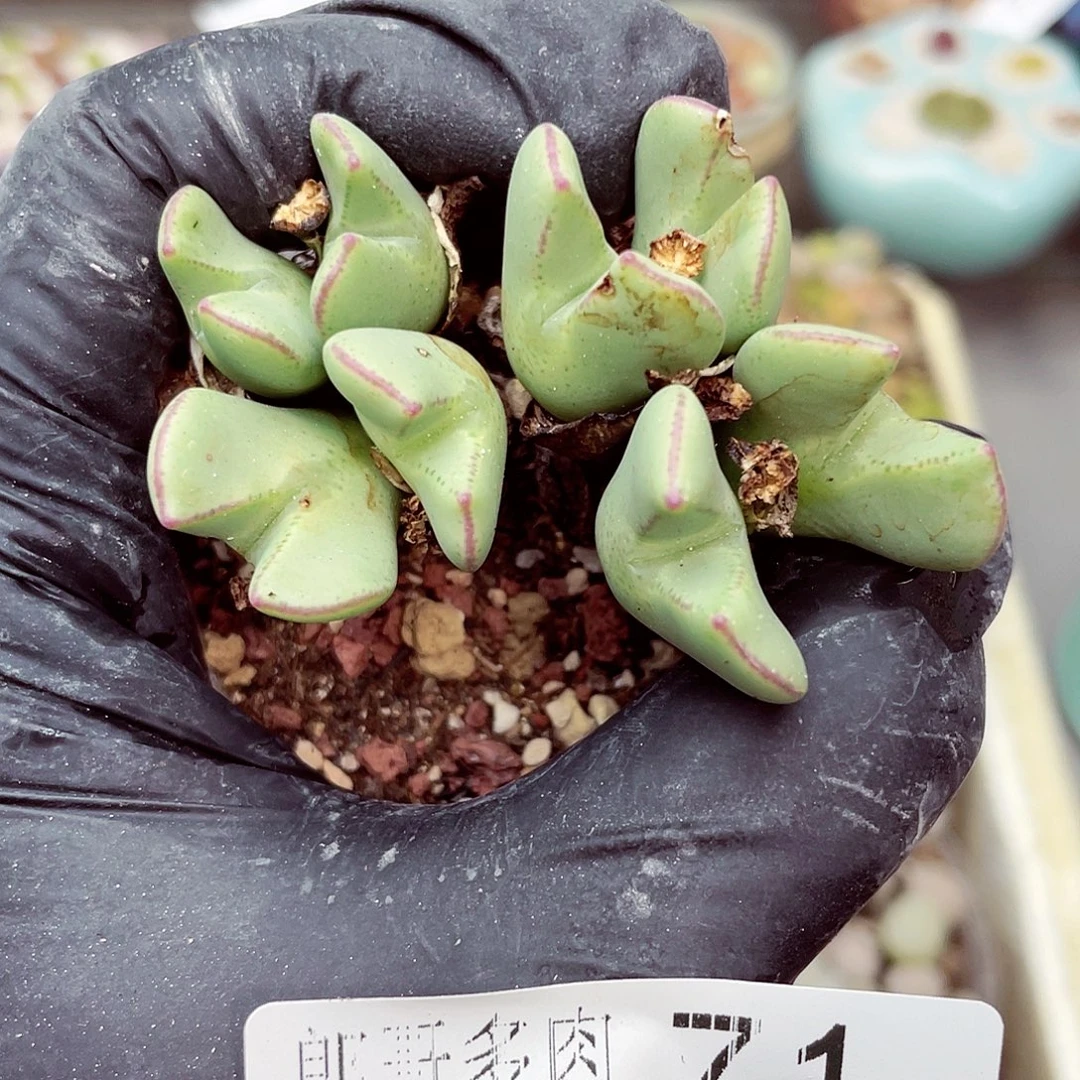 生石花满18包邮0916-71