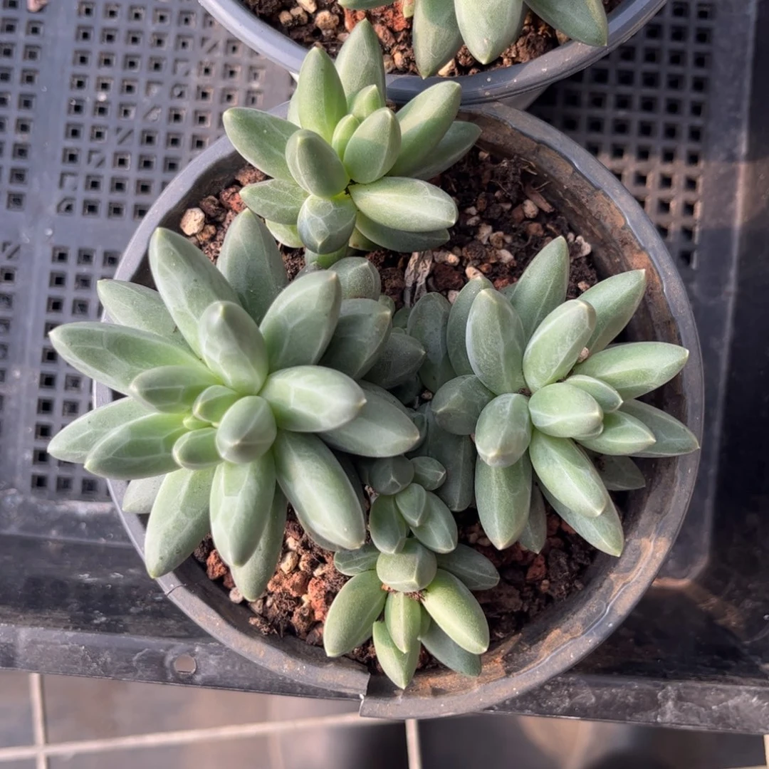 乌拉克拉只发新疆