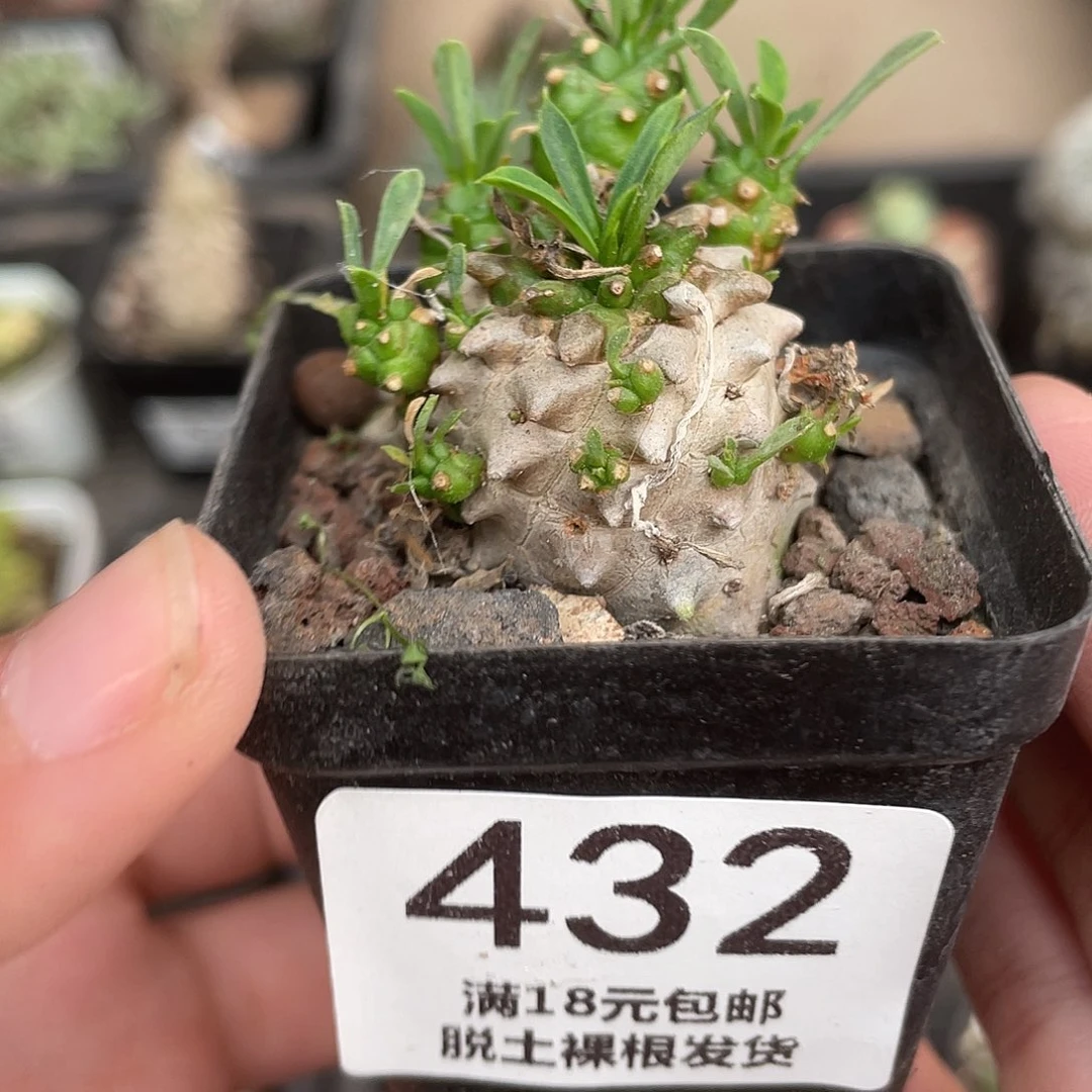432峨眉山小号（满18元包邮）