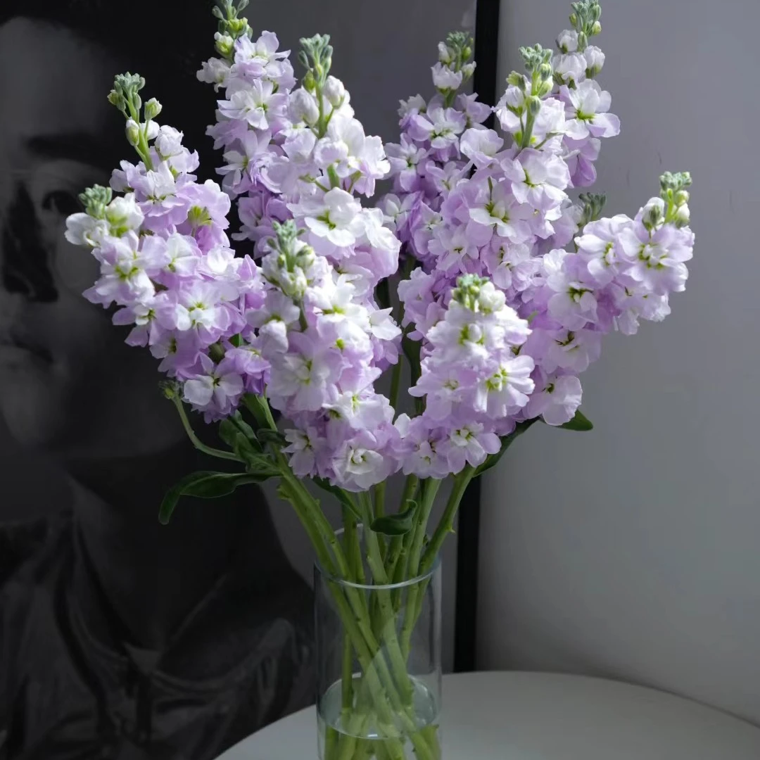 顺丰京东包邮。5支a级/紫罗兰。同品质买贵包退！一件也包邮，