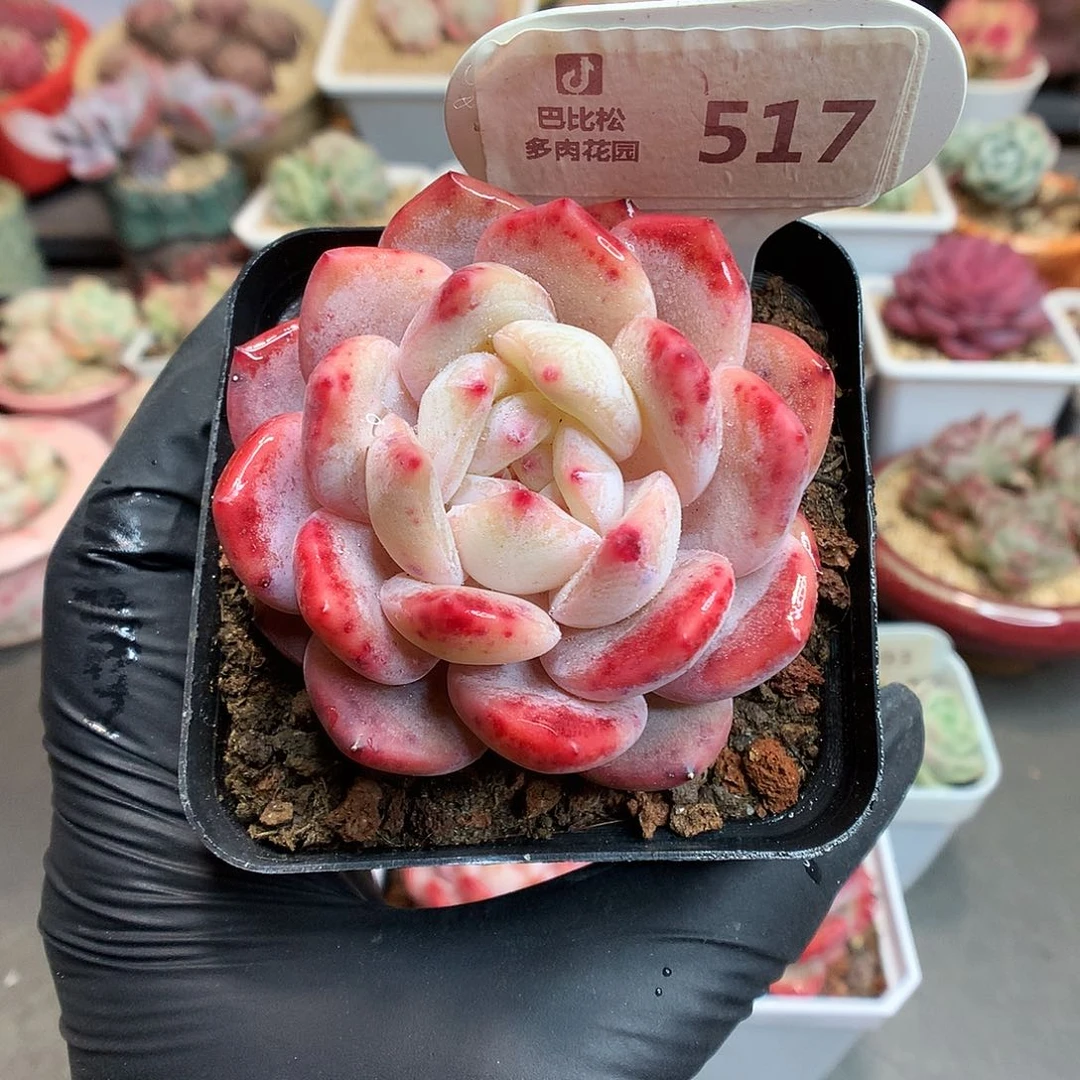 517 血斑橙多肉多肉