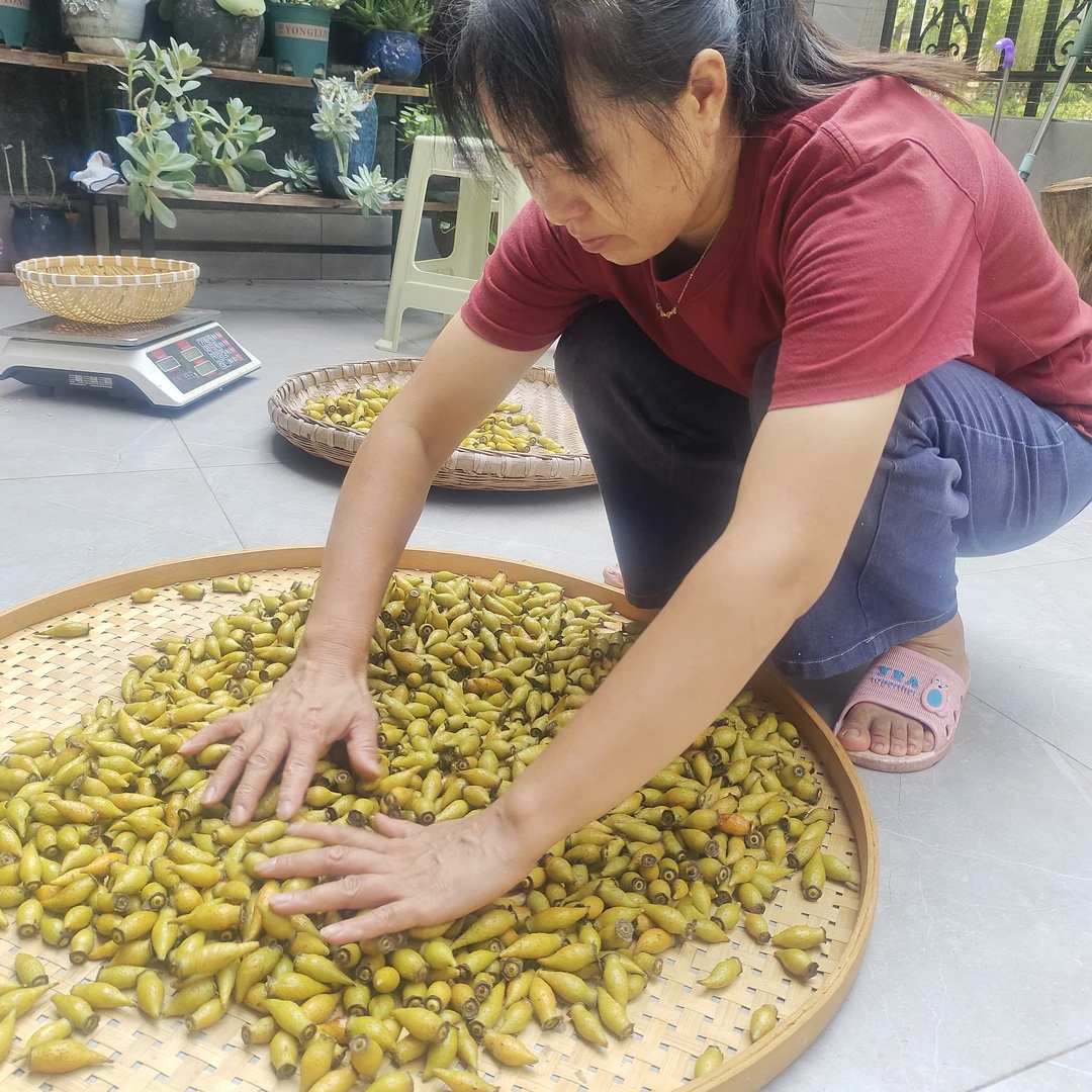山货野生糖罐子金樱子糖刺果刺橄榄鲜果干果煮水泡酒深山采摘