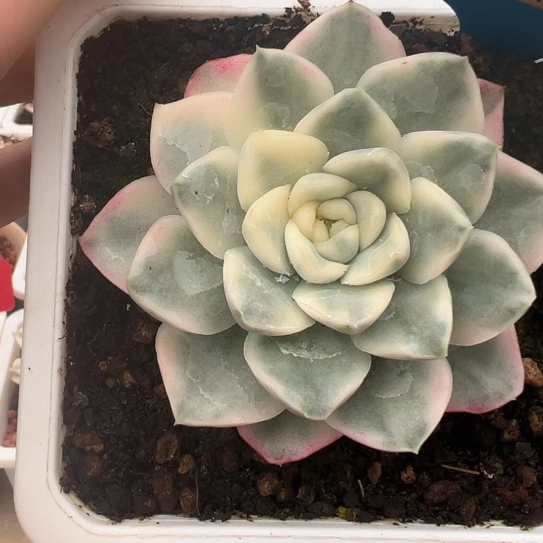 613号雪鸳锦多肉植物