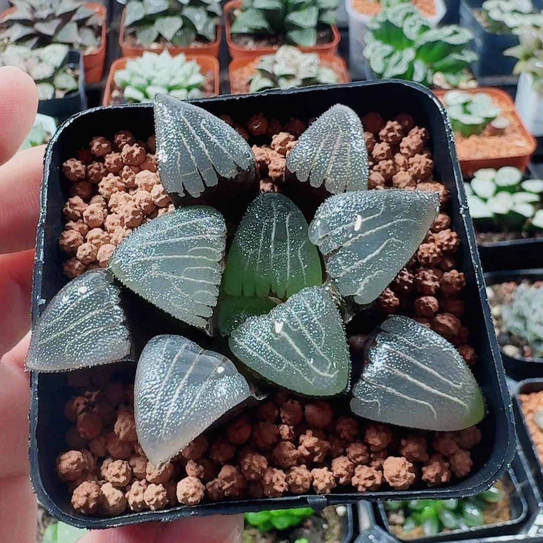 l***1十二卷福利金属克