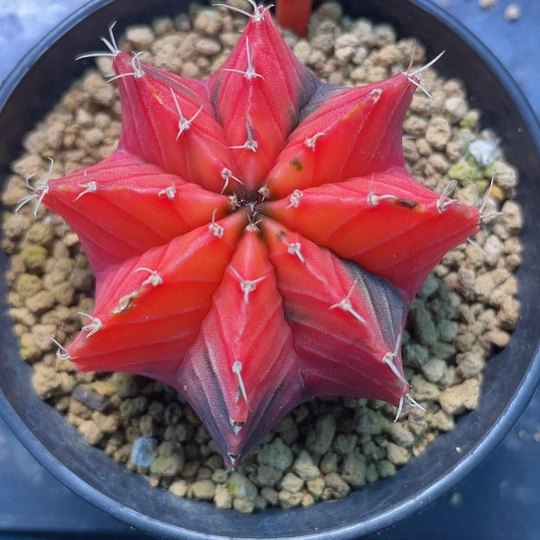 1-116肋骨锦5.1厘米