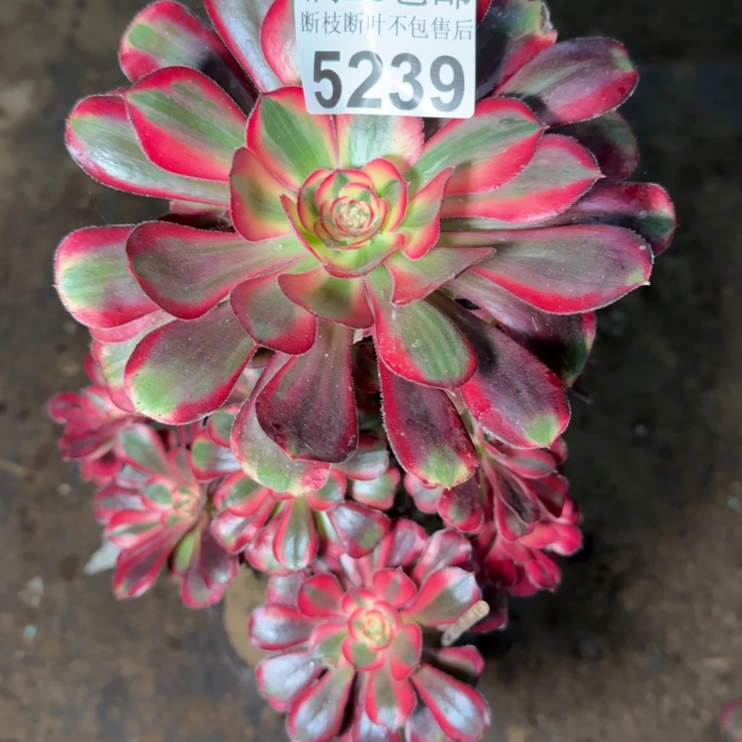 5239香奈儿多肉植物