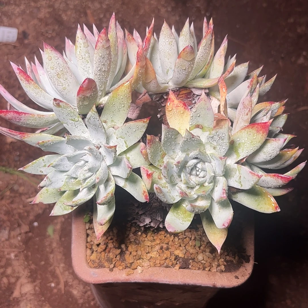 *****4193流丹雪山仙女杯多肉