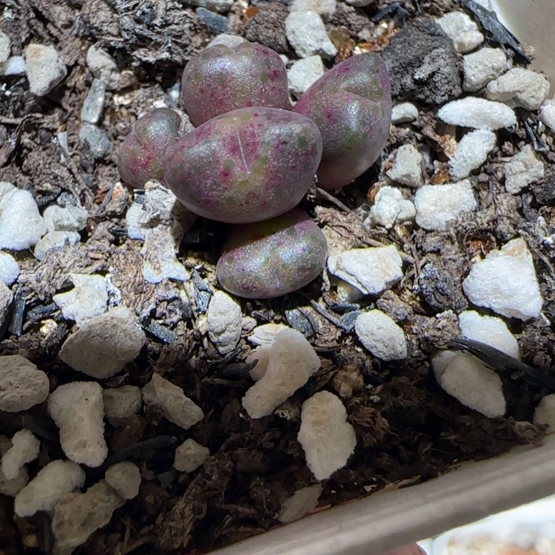 肉锥多肉植物百科-济公帽1033