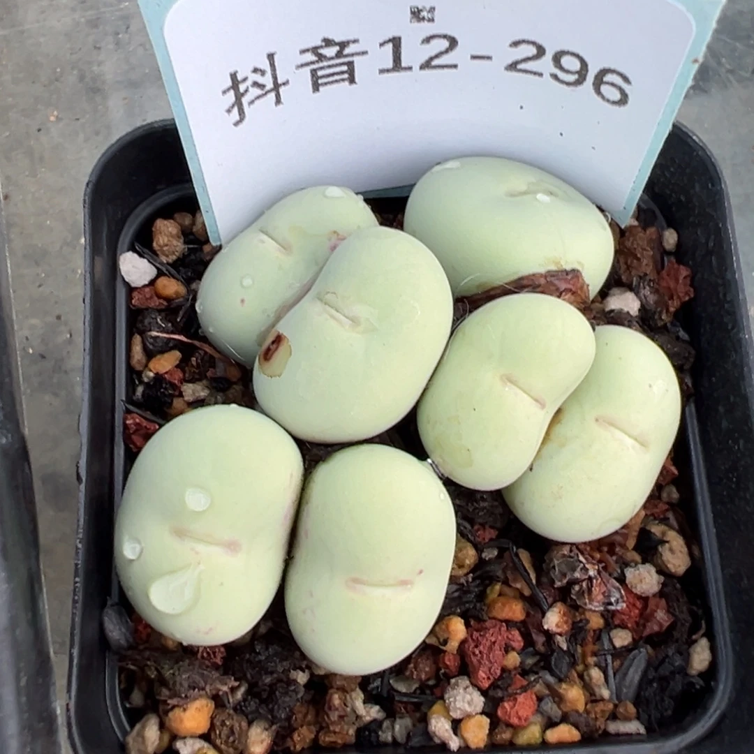 12-296v嘴多肉植物，