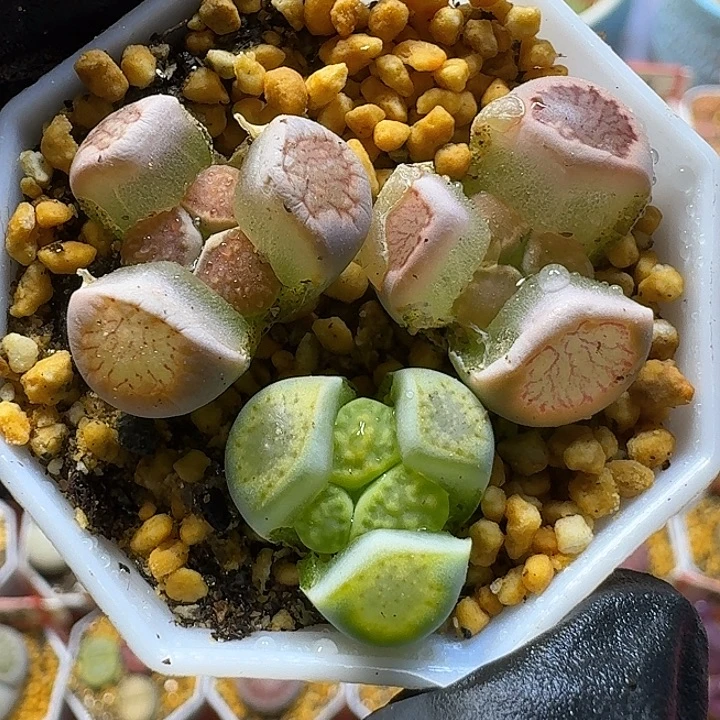 生石花111111。  96