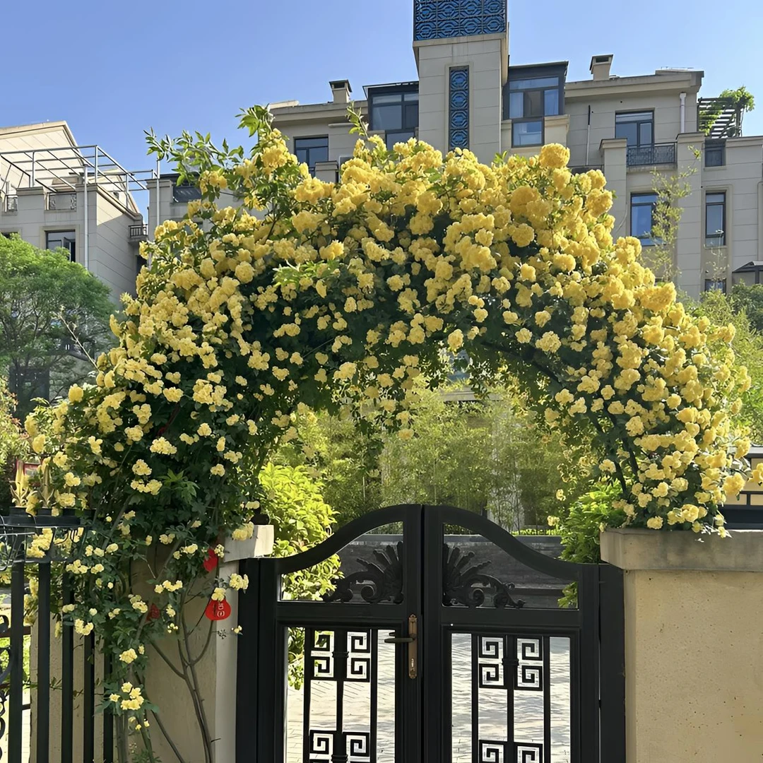 重瓣黄木香红木香七里香花苗庭院阳台垂钓爬藤攀援花卉蔷薇月季