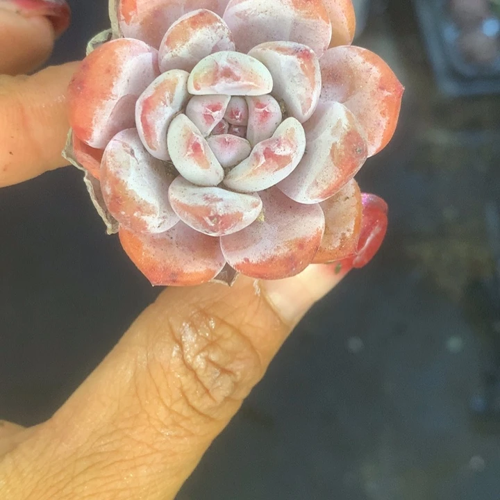 星影子。7颗。 （满9.99包邮不满9.99发叶子）