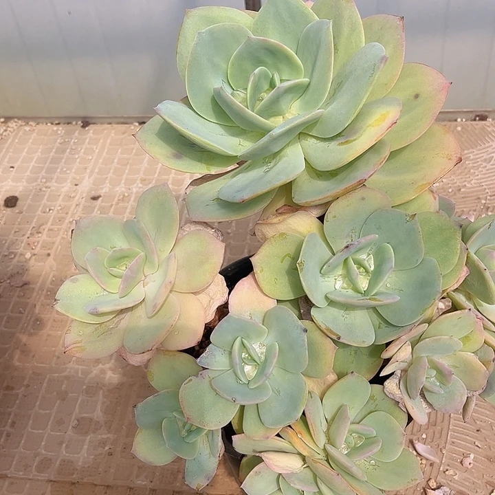 白凤13108多肉植物