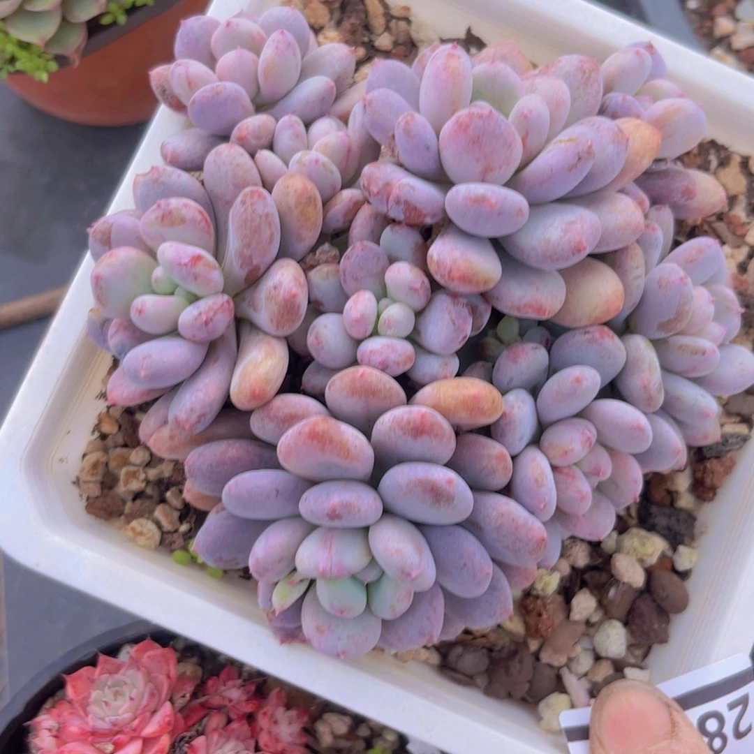 香香雪28179多肉植物