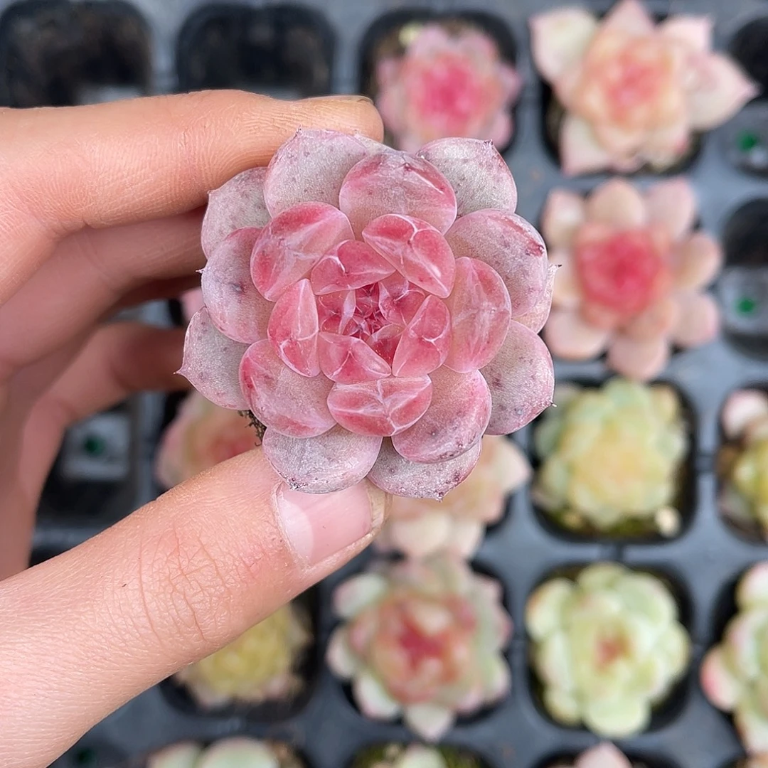 多肉一物一拍27-198