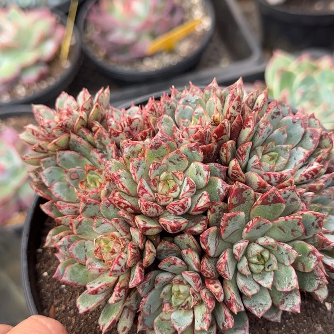 血燕惊鸿一物一拍包装收缩花旱