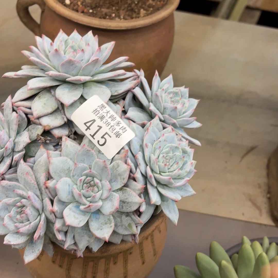 *****黑大帅多肉415粉蓝鸟