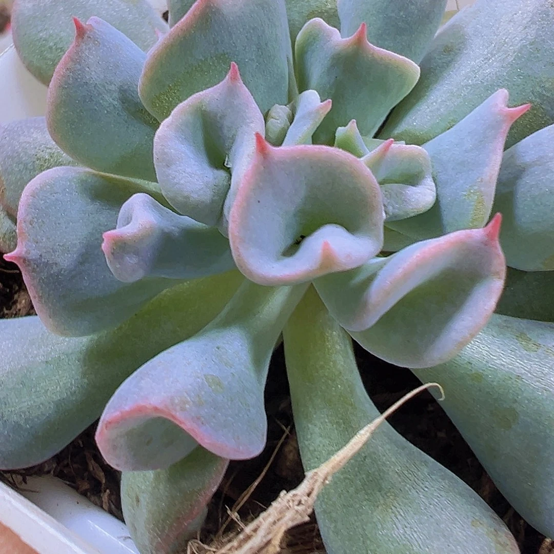 猪鼻子19包邮多肉植物