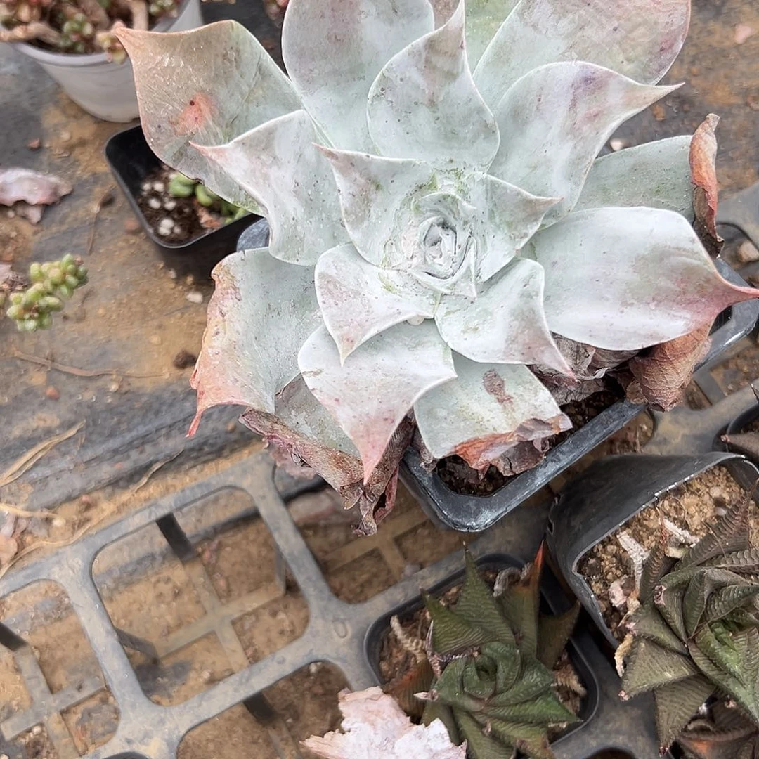 多肉植物雪山仙女杯