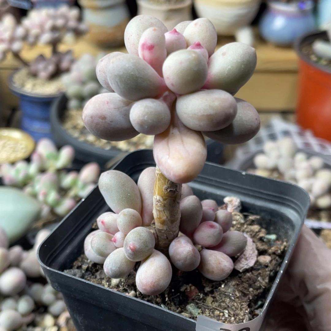 仙子奶酪多肉植物