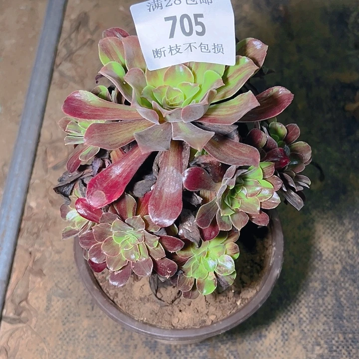 705欧若拉多肉植物