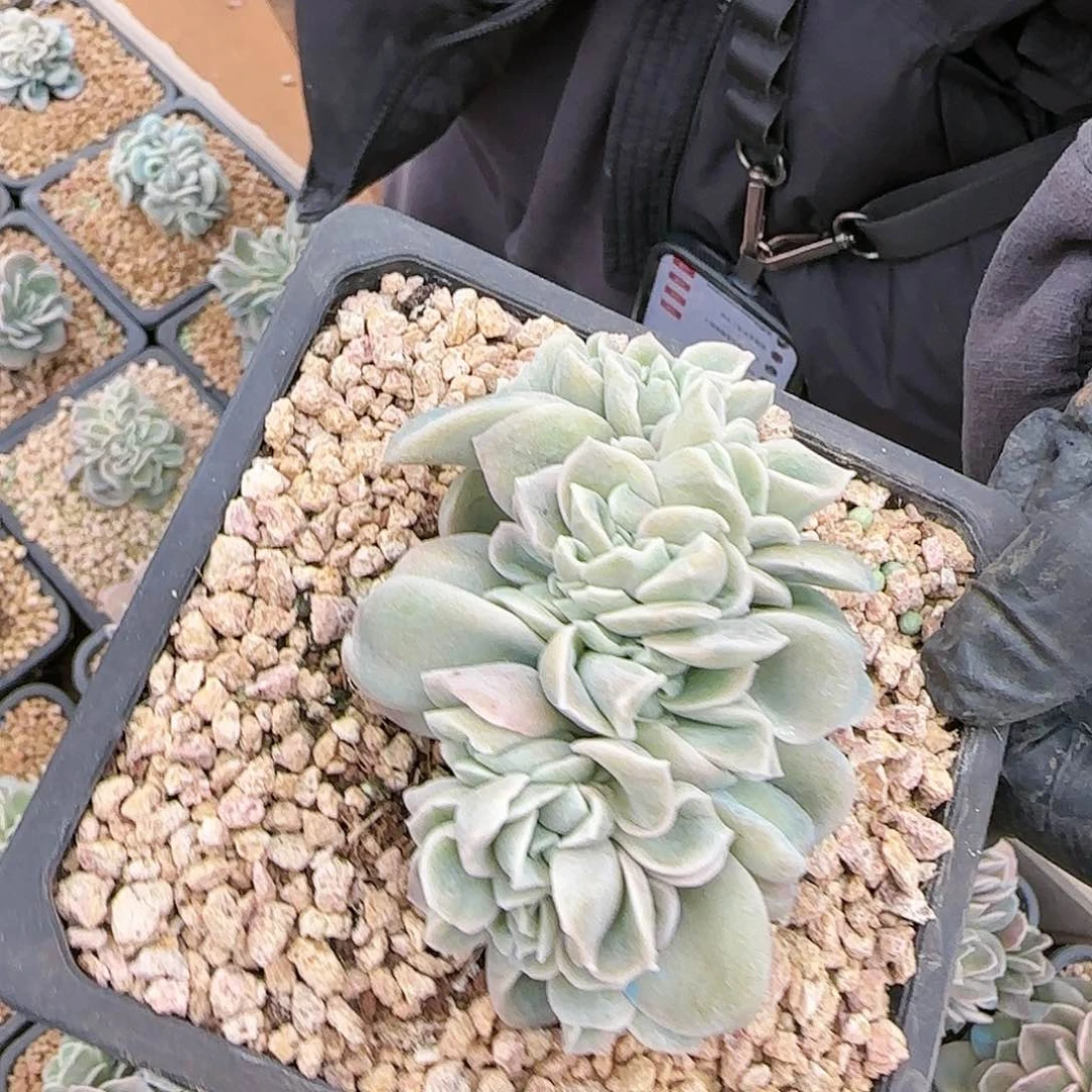 可爱玫瑰缀38.8            肉