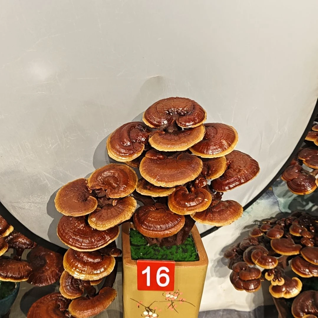 赤灵芝灵芝盆景灵芝花