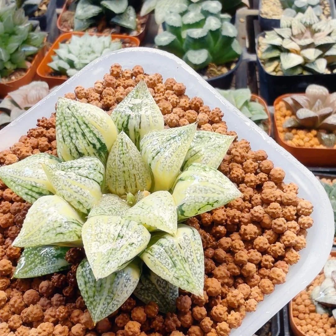 一***道无花朵十二卷光源氏白银锦母本