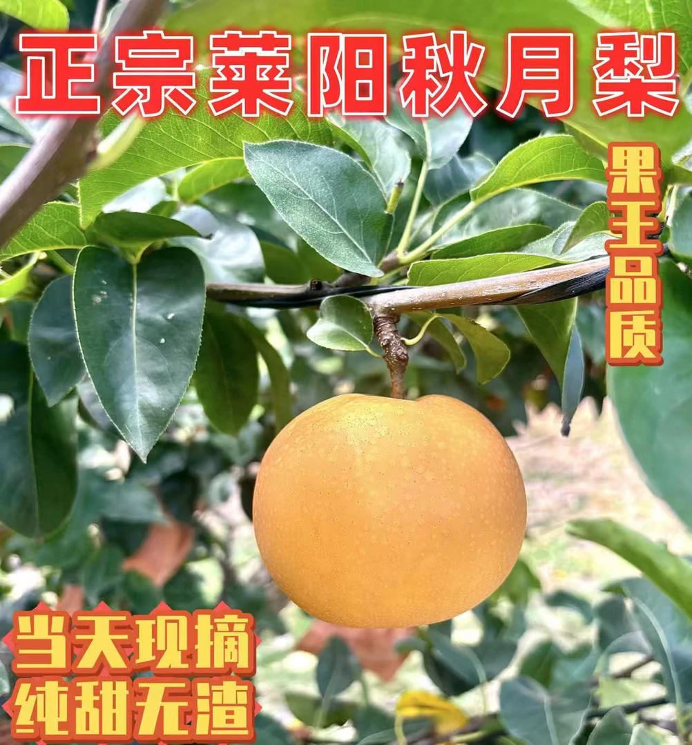 山东正宗莱阳秋月梨新鲜脆甜多汁特大果