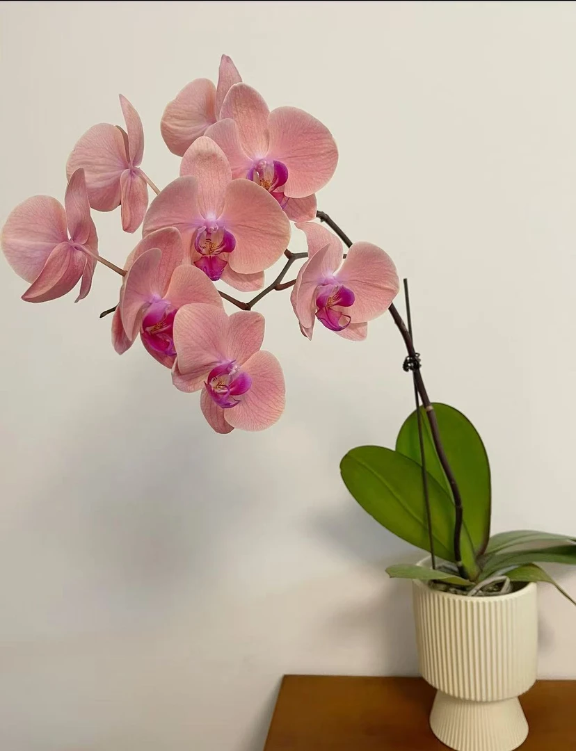 【国色天香】3.0杯寸 单花剑 蝴蝶兰盆栽室内植物花卉好养活