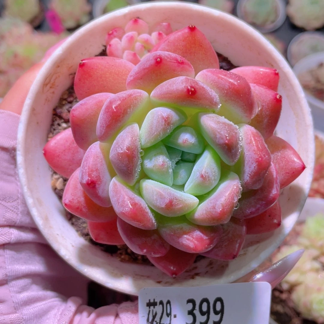 花利美29-399青提