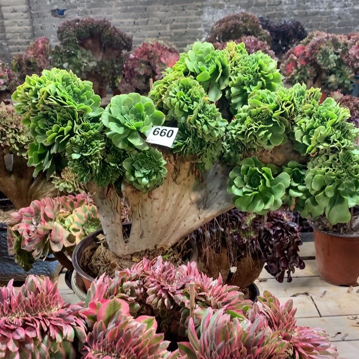 660绿羊绒缀多肉法师