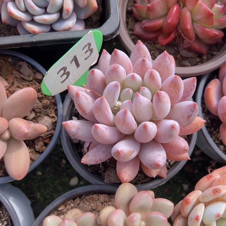 健健康康平平安安