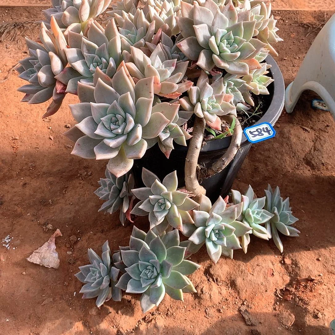 584血色黄昏 一物一拍多肉