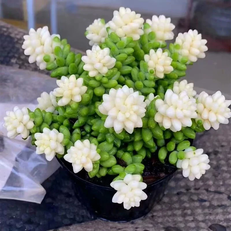 【新疆包邮】奶油玉坠锦多肉植物室内花卉绿植盆栽彩虹新玉缀