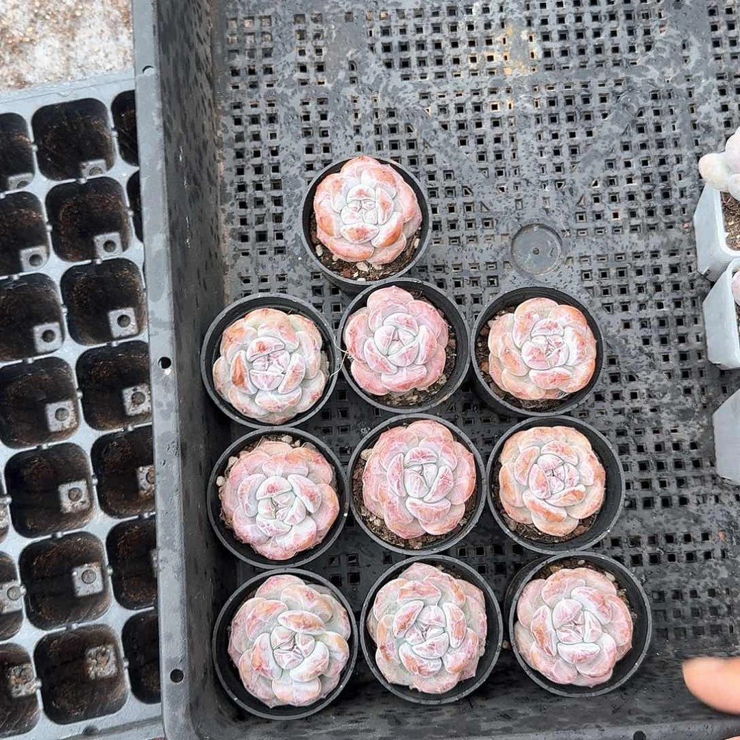 痞老板一物一拍专拍